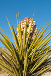 Yucca